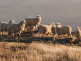 Vlna MERINO pochází z ovcí chovaných v horských podmínkách, což má výrazný vliv na užitné vlastnosti této vlny.